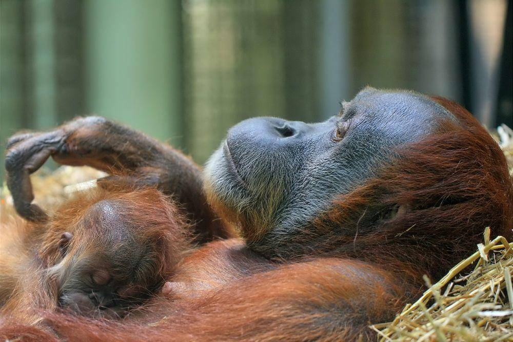 anak orang utan tidur bersama induknya (pixabay.com/andhoj-7200068)