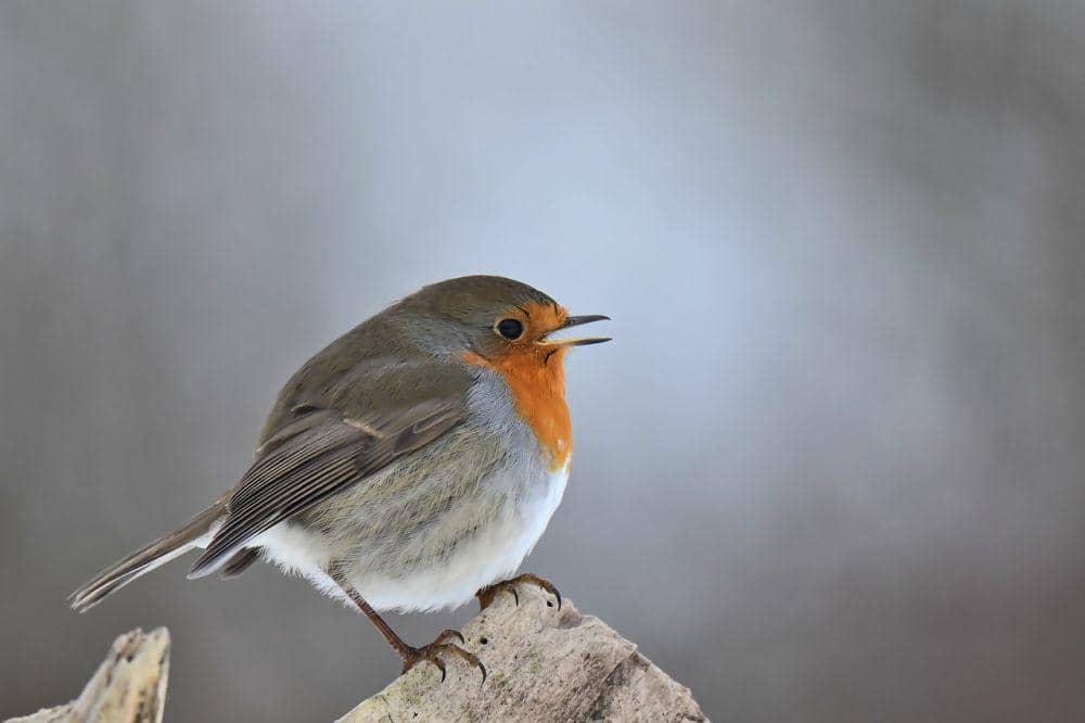 Berkecet eropa (pixabay.com/Unknown)