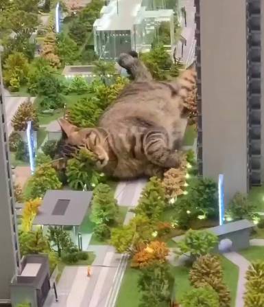 potret kucing tidur di atas maket (twitter.com/ShouldHaveCat)