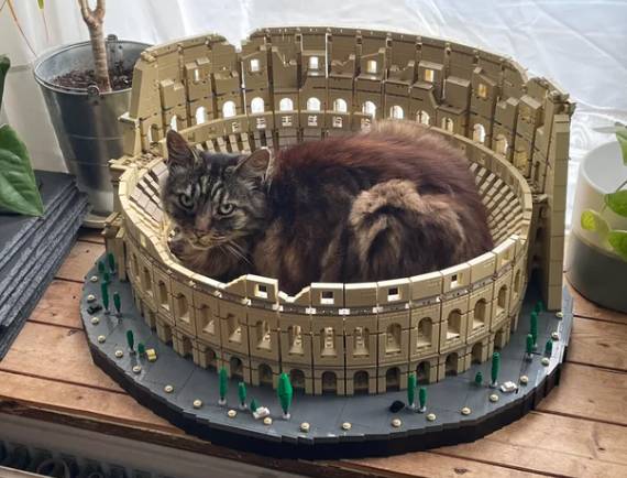 potret kucing tidur di atas maket (reddit.com/amazingoomoo)