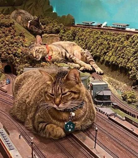 potret kucing tidur di atas maket (reddit.com/cockity-peen)