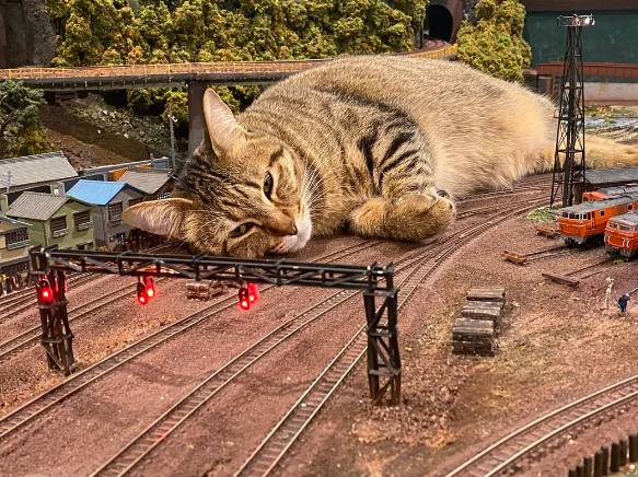 potret kucing tidur di atas maket (reddit.com/9999monkeys)