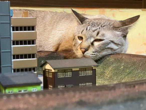 potret kucing tidur di atas maket (instagram.com/daiorama_restrant)