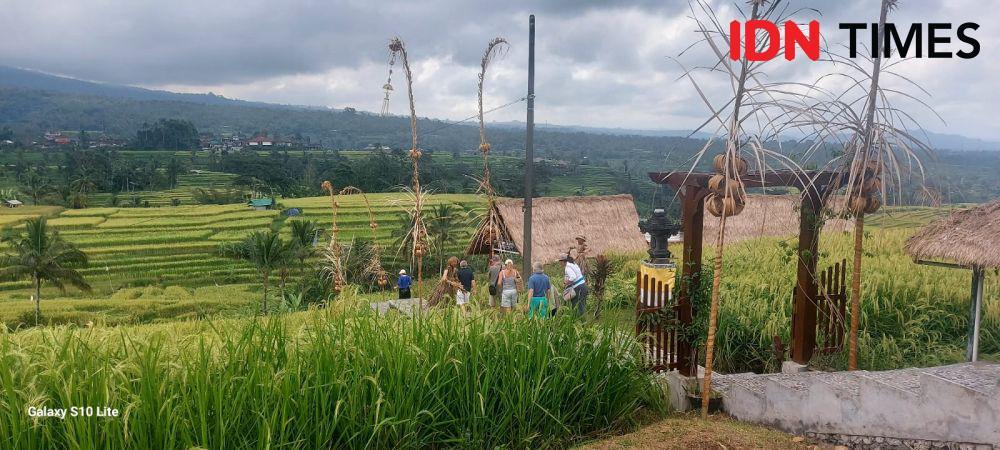 Wisatawan di DTW Jatiluwih (IDNTimes/Wira Sanjiwani)