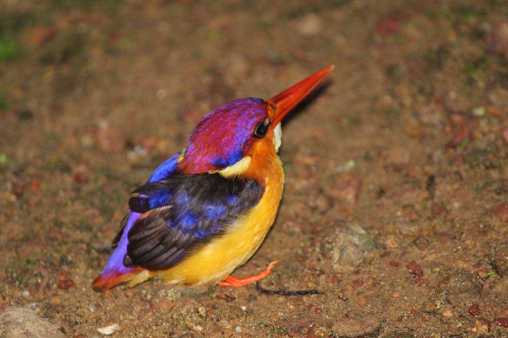 burung black-backed dwarf kingfisher (commons.wikimedia.org/RAJENDRANTM)