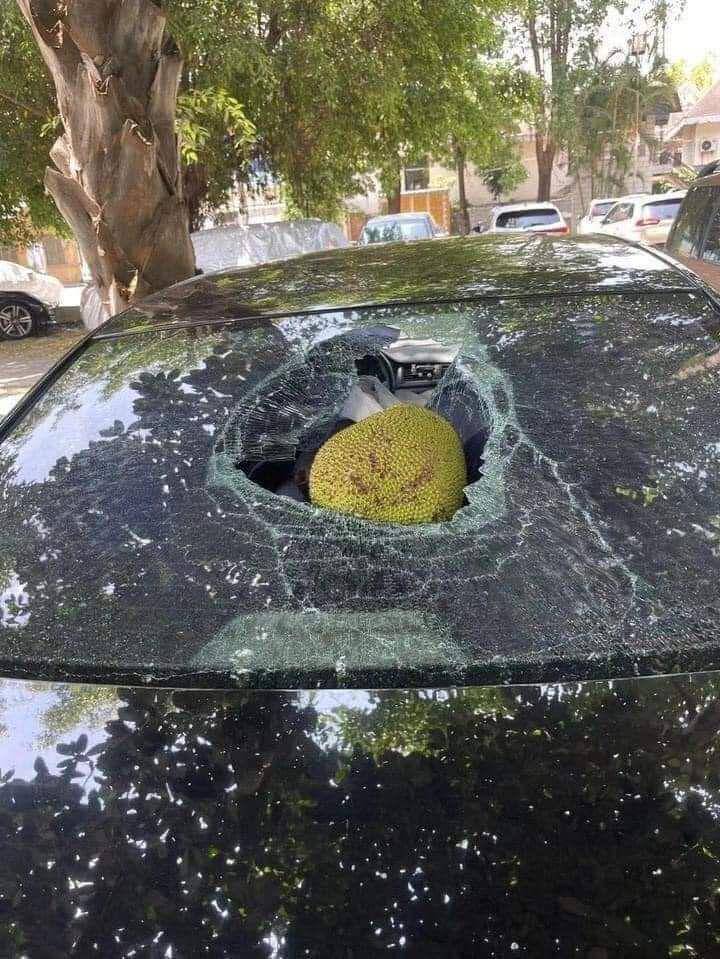 momen apes kaca mobil tertimpa buah (reddit.com/user/americanthaiguy)