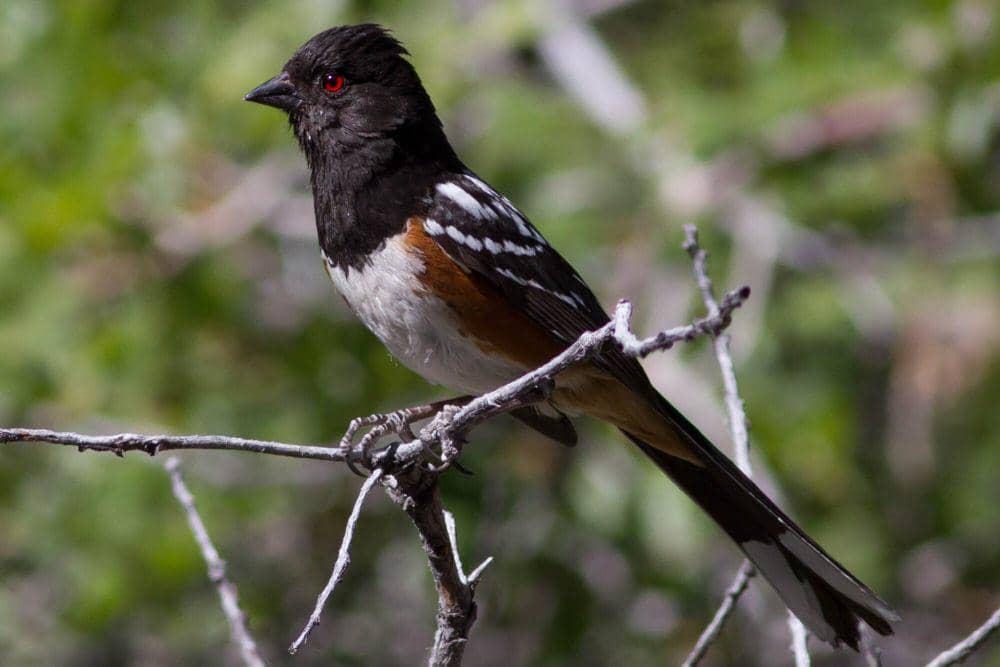 Spotted towhee (commons.m.wikimedia.org/Hamma085)