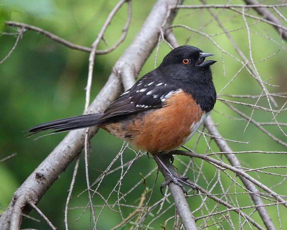 Spotted towhee (commons.m.wikimedia.org/Mike's Birds)