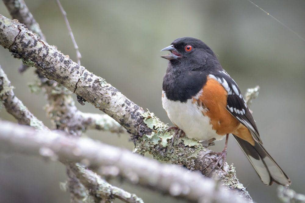 Spotted towhee (commons.m.wikimedia.org/Becky Matsubara)