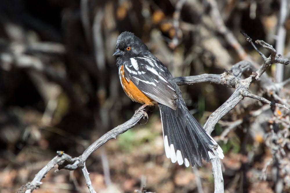 6 Fakta Spotted Towhee, Jantan Nyanyi Pagi Hari untuk Goda Betina