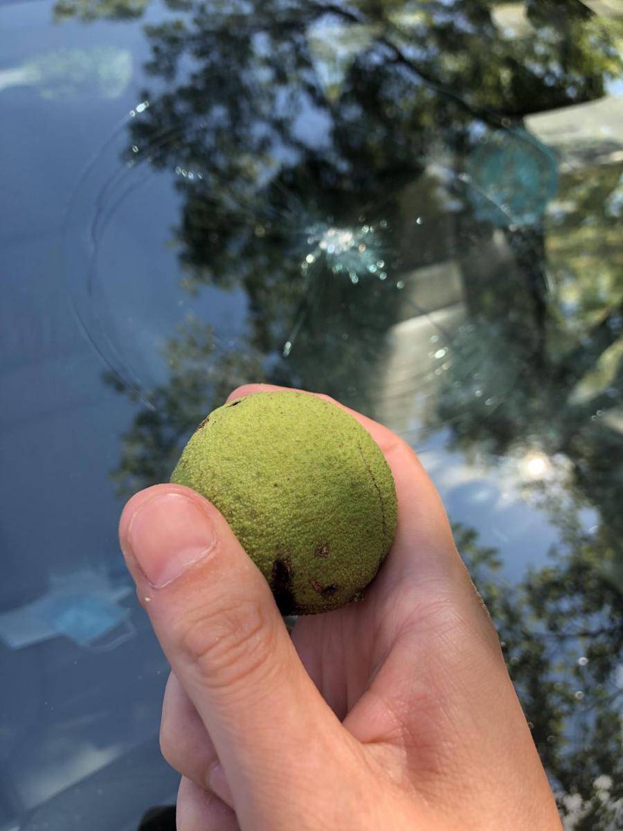 momen apes kaca mobil tertimpa buah (reddit.com/user/Copycatx2)