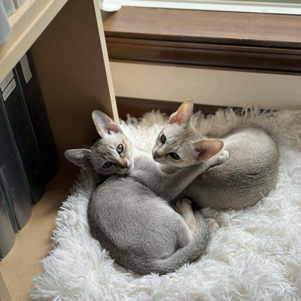 kucing singapura (instagram.com/ hana_suzu_days)