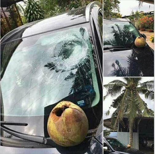 momen apes kaca mobil tertimpa buah (reddit.com/user/Freekmagnet)