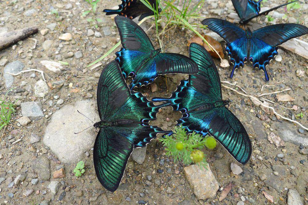 ilustrasi alpine black swallowtail (commons.wikimedia.org/Dr. Alexey Yakovlev)