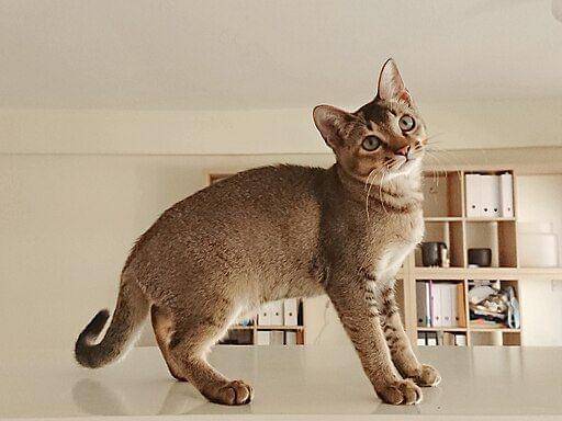 kucing singapura (commons.wikimedia.org/ Straits Singapuras)