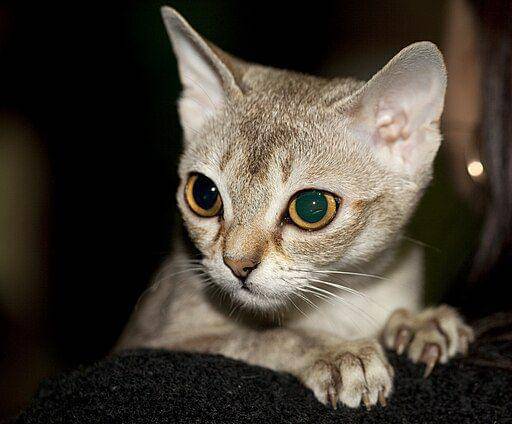 kucing singapura (commons.wikimedia.org/ Nickolas Titkov )