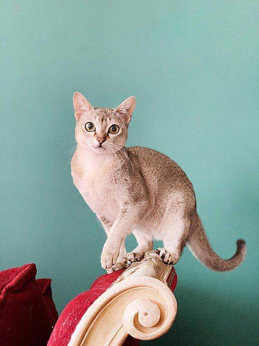 kucing singapura (commons.wikimedia.org/ Anne Allier)