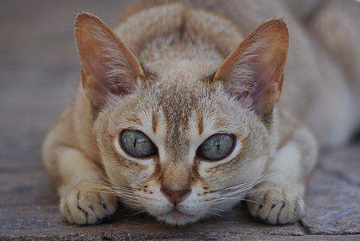 kucing singapura (commons.wikimedia.org/ Renamed user 51g7z61hz5af2azs6k6)