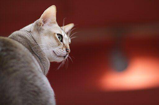 kucing singapura (commons.wikimedia.org/ Takashi Hososhima)