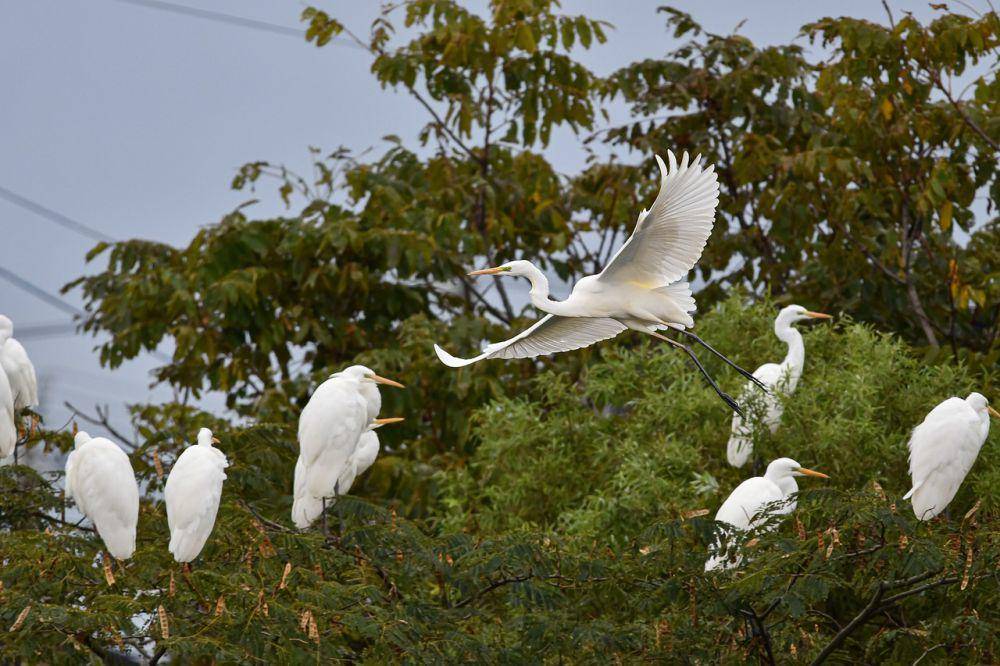 Great egret (pixabay.com/Unknown)
