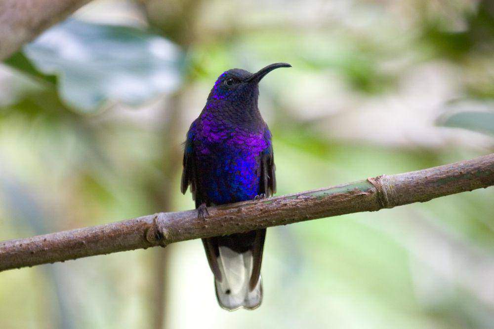 burung violet sabrewing (commons.wikimedia.org/Dan Harville)