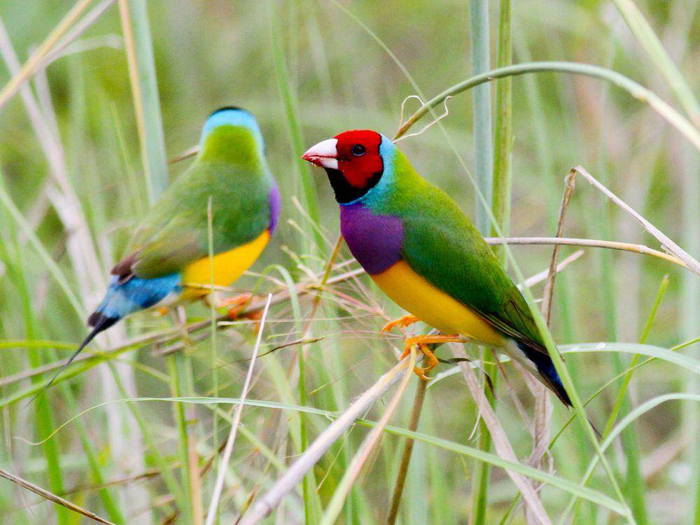 burung Gouldian finch (commons.wikimedia.org/Kym Nicolson)