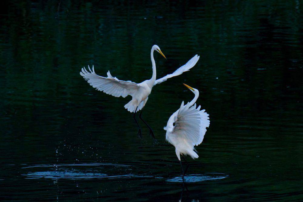 Great egret (pixabay.com/Dae Jeung KIm)