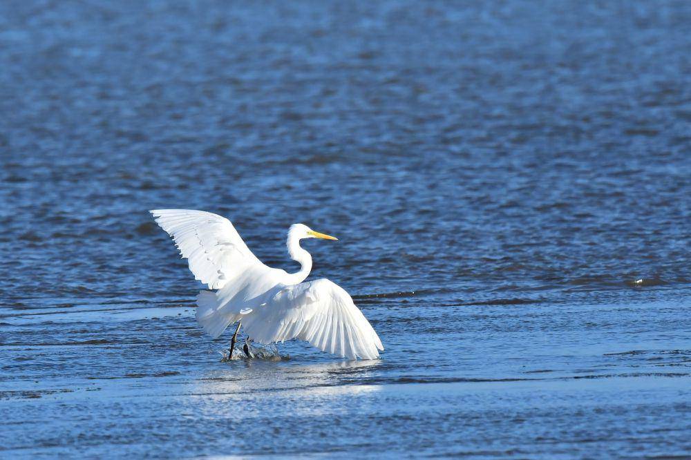 Great egret (pixabay.com/Unknown)