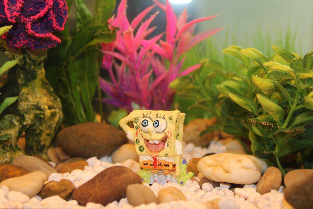 potret kartun SpongeBob SquarePants (pixabay.com/Angie Johnston)