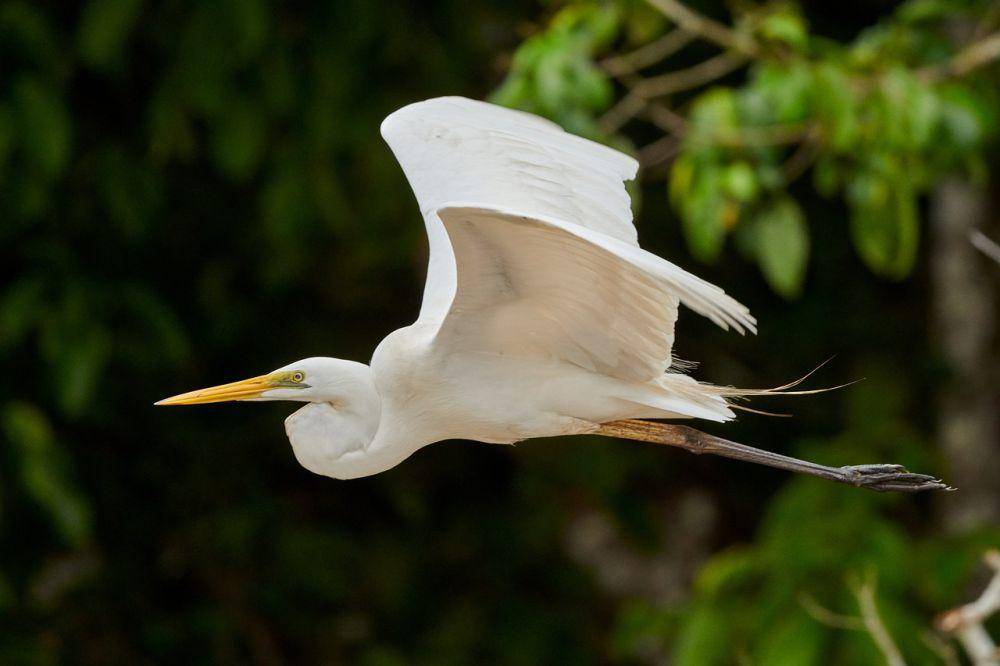 Great egret (pixabay.com/Simerpreet Cheema)