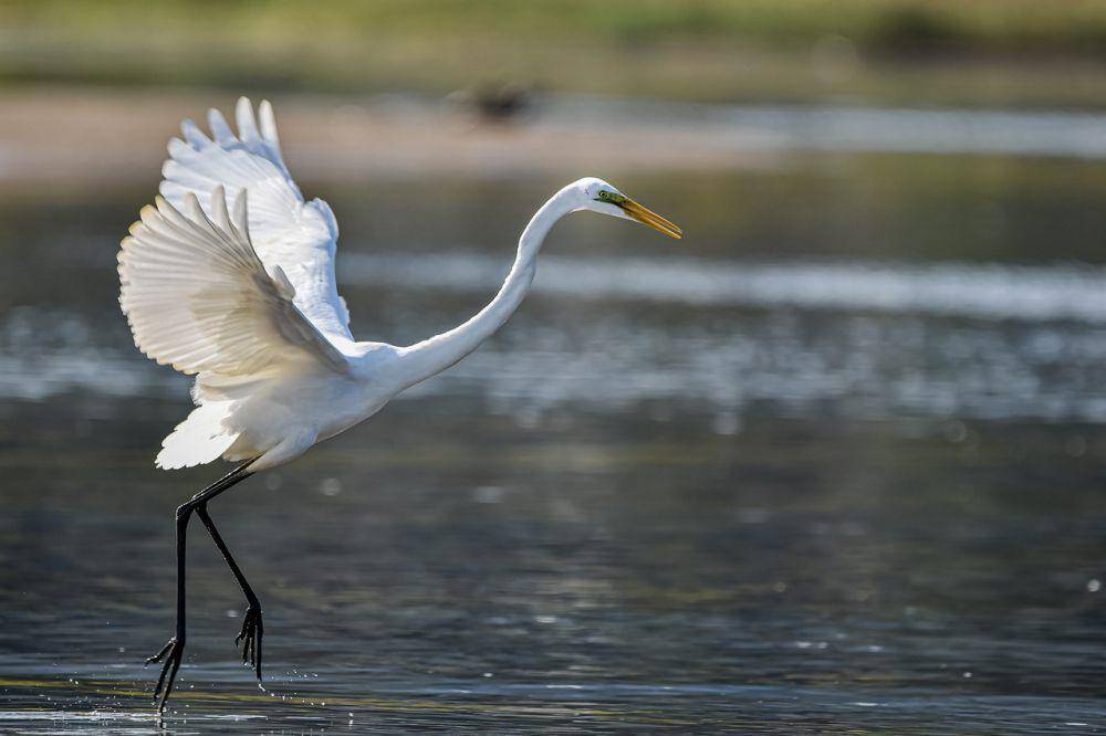 Great egret (pixabay.com/Unknown)