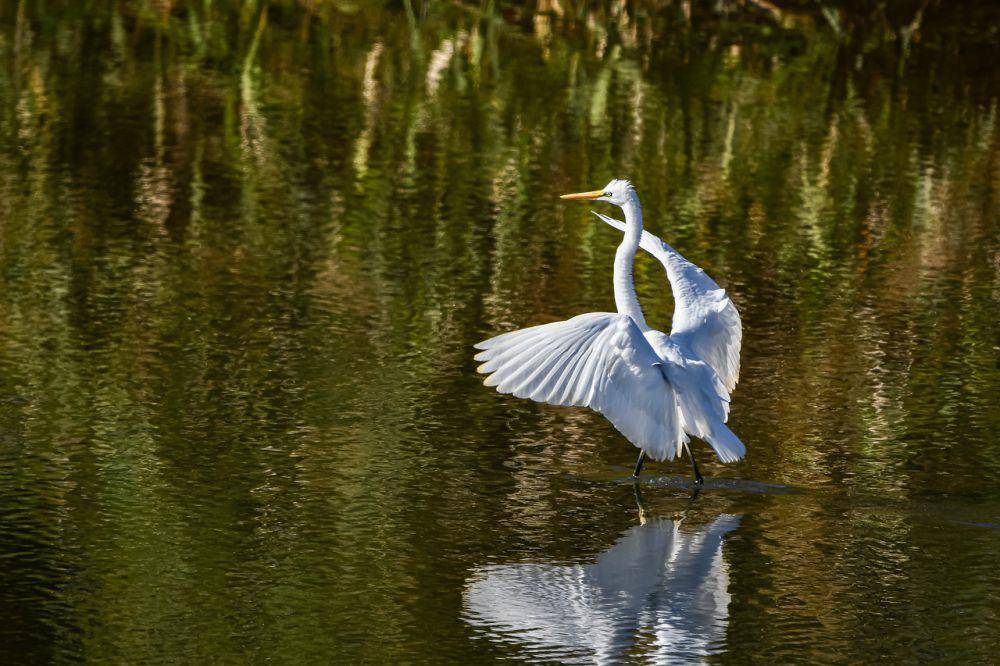 Great egret (pixabay.com/Unknown)