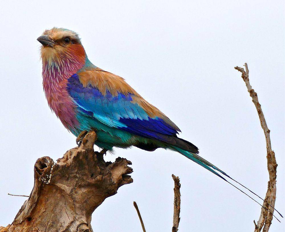 burung lilac-brested roller (commons.wikimedia.org/Bernard DUPONT)