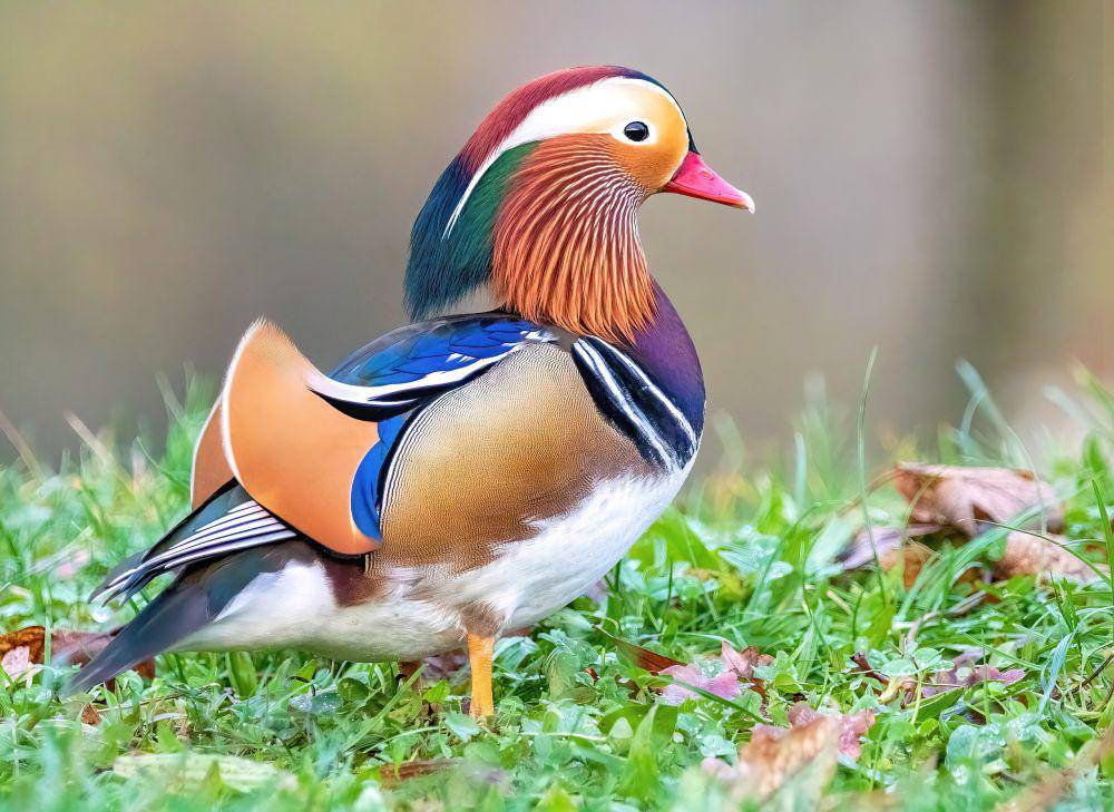 bebek Mandarin (commons.wikimedia.org/Alexis Lours)