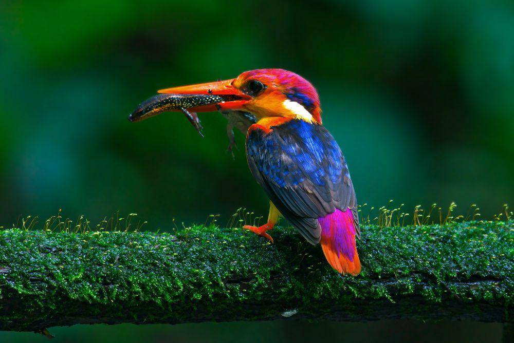 burung dengan bulu warna-warni (commons.wikimedia.org/Shiv's fotografia)