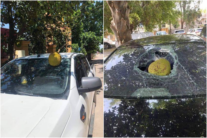 7 Momen Apes Kaca Mobil Tertimpa Buah, Ada yang Pecah!