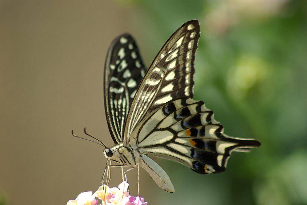 ilustrasi Asian swallowtail (commons.wikimedia.org/Laitche)