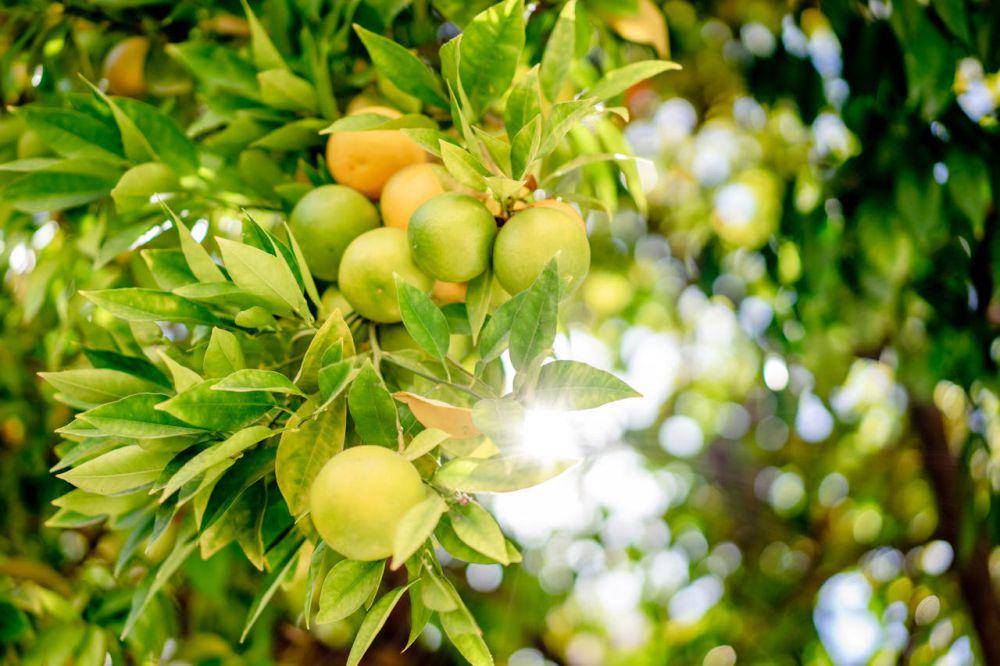 Tanaman buah indoor yang bisa menjadi hiasan (Pexels.com/Oleksandr P)