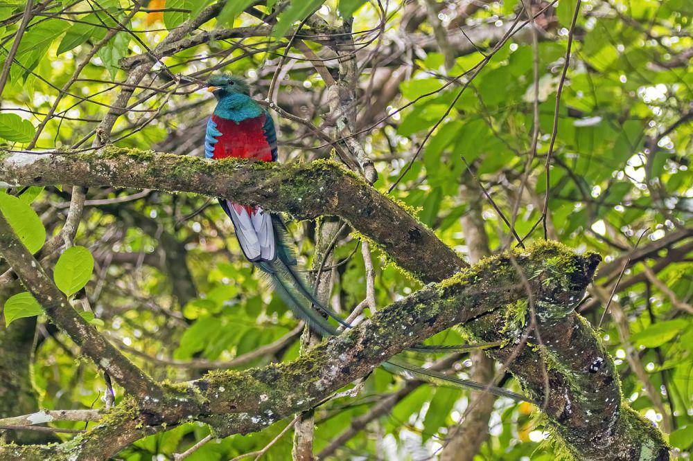 burung resplendent quetzal (commons.wikimedia.org/Charles J. Sharp)