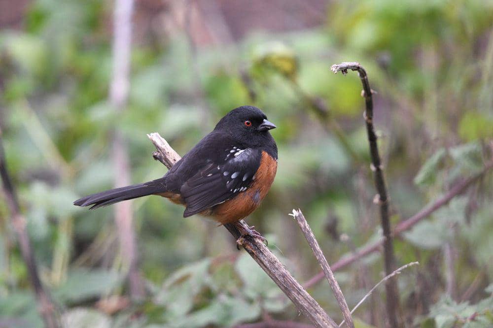 Spotted towhee (pixabay.com/Veronika Andrews)