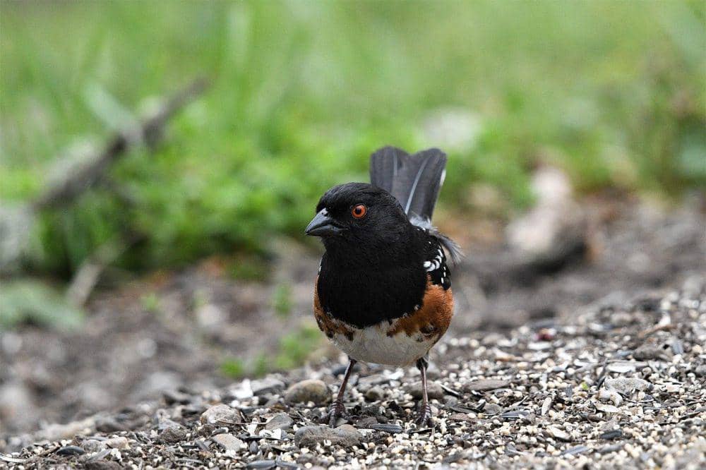 Spotted towhee (pixabay.com/Veronika Andrews)
