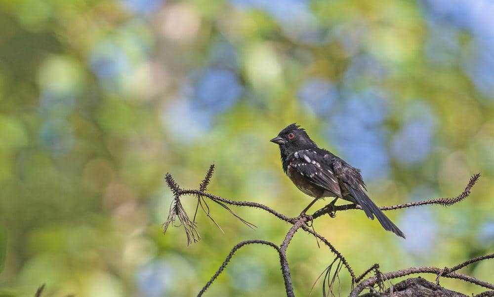 Spotted towhee (pixabay.com/Amy Spielmaker)