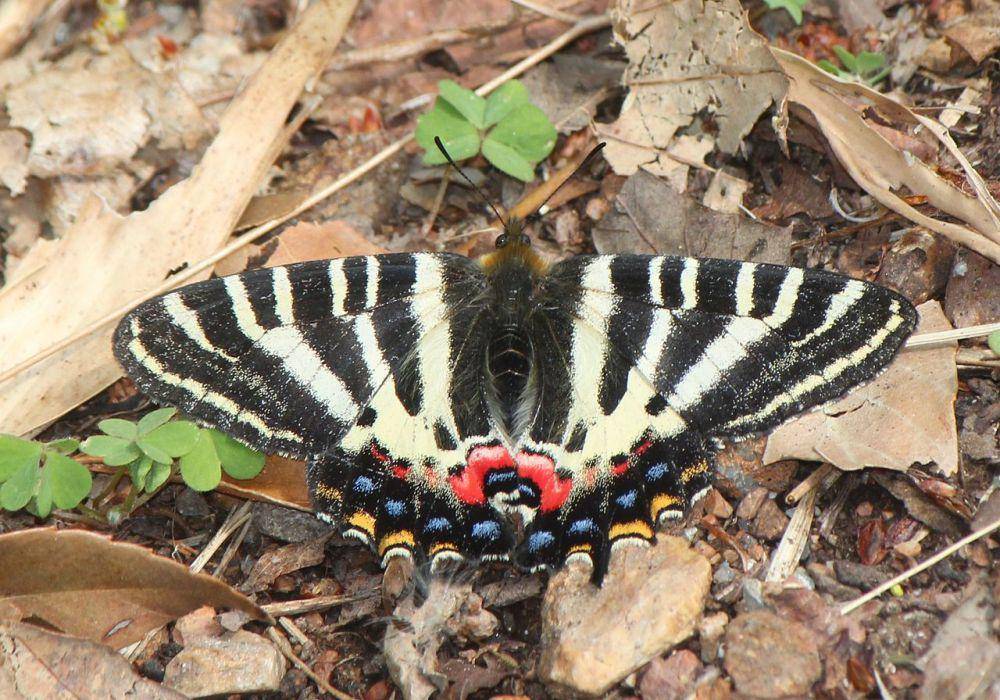 ilustrasi Japanese luehdorfia (commons.wikimedia.org/Alpsdake)