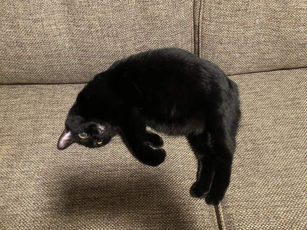 8 Ilusi Optik Objek Melayang, Ada Kucing Ngambang?