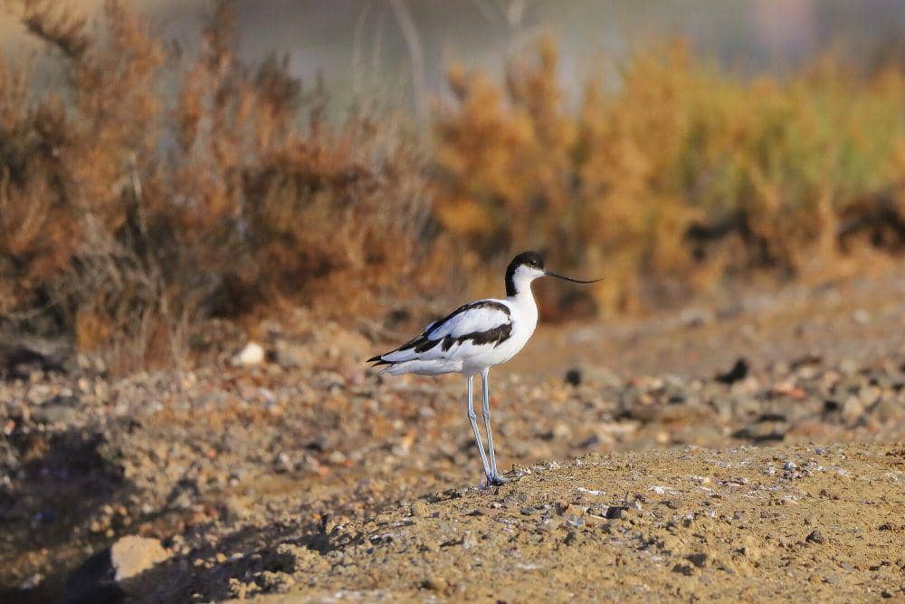 Pied avocet (commons.m.wikimedia.org/Jose Prego)