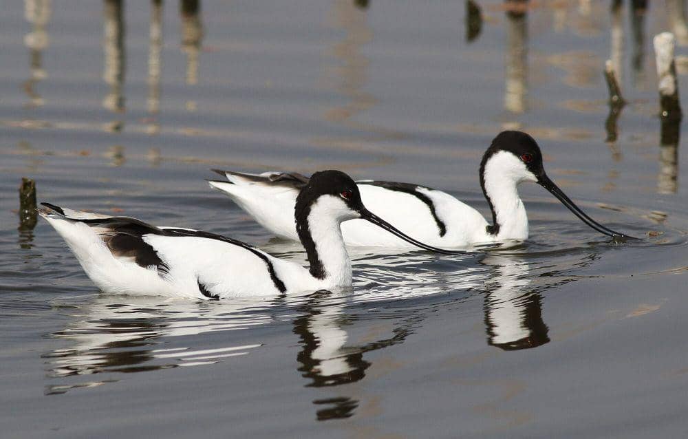 Pied avocet (commons.m.wikimedia.org/Derek Keats)