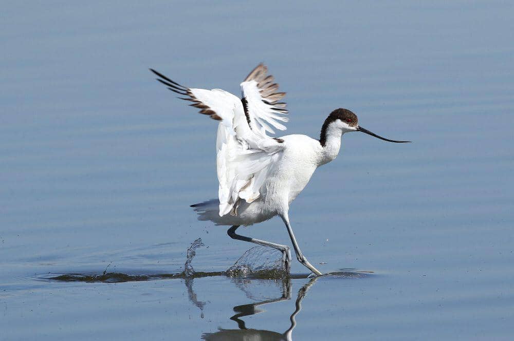 6 Fakta Pied Avocet, Menipu Pemangsa yang Ingin Menyerang Sarangnya