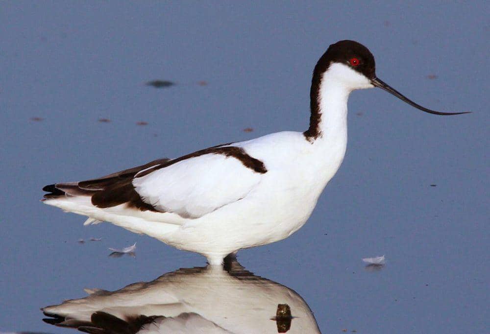 Pied avocet (commons.m.wikimedia.org/Derek Keats)