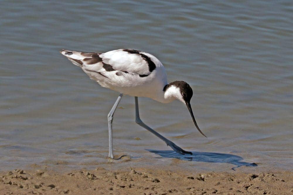 Pied avocet (commons.m.wikimedia.org/Charles J. Sharp)