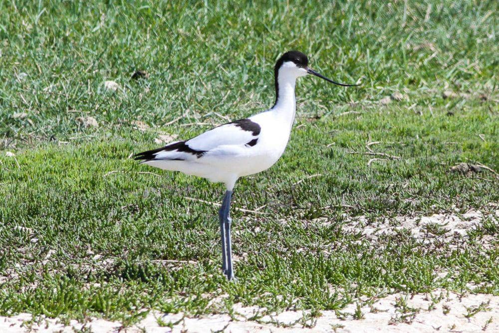 Pied avocet (commons.m.wikimedia.org/Ron Knight
